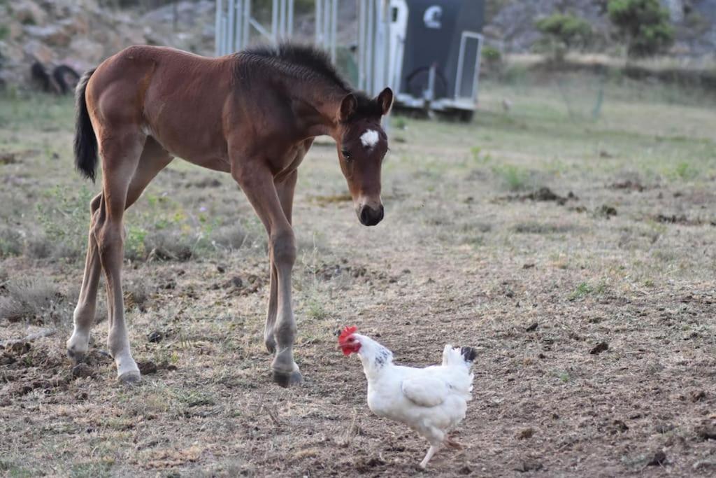 Gite A La Ferme Avec Jacuzzi Et Sauna Villefloure 外观 照片