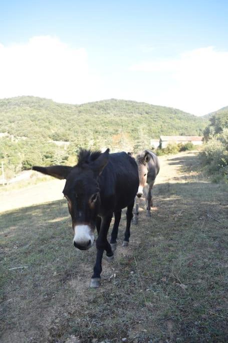 Gite A La Ferme Avec Jacuzzi Et Sauna Villefloure 外观 照片